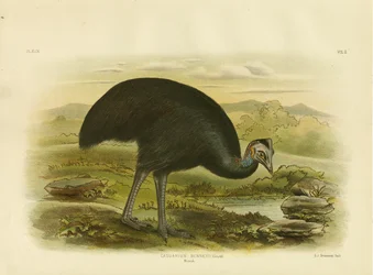 Mooruk, 1891
